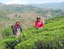 紅茶の産地